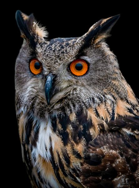 Portrait Eagle Owl by By Marjolein Design