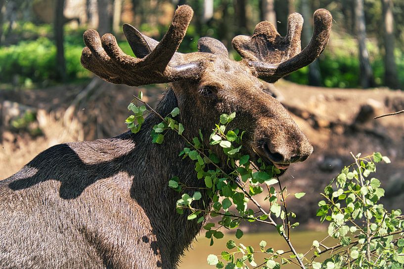 Moose in the nature of Sweden by Martin Köbsch