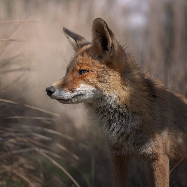 Le renard regarde devant lui, sur un fond brun doux. par Jolanda Aalbers