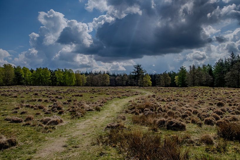 Monticules funéraires dans la lande de Drenthe avec ciel nuageux dynamique par RAW & Refined