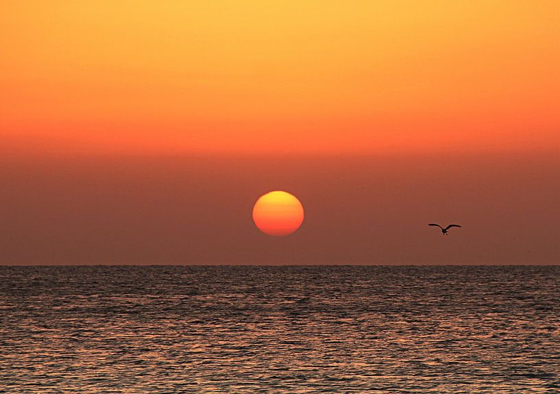 Tricolore by Silvia van Zutphen