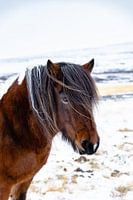 Icelandic horse