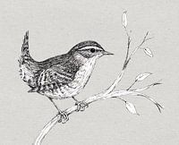 Wren in pen and ink