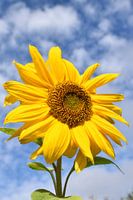 Eine Sonnenblume im Garten