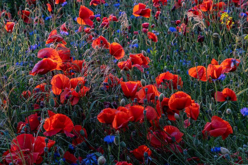 bloeiende rode klaproos van Winne Köhn