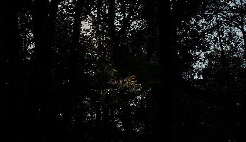 Lumière du soleil par Onno van Kuik