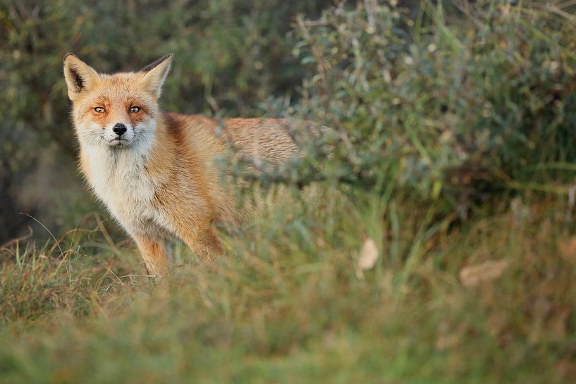 Portrait d'un renard roux par Ronald Pol