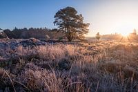 Sunrise Bakkeveen heathland winter