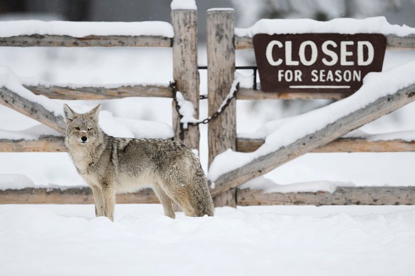 Kojote ( Canis latrans ), Wildtier, steht vor einem verschlossenen Tor, Gatter mit dem Hinweis &quot par wunderbare Erde