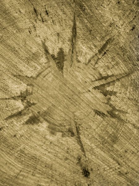 Sternform im Querschnitt Baum mit Jahresringen | Naturfotografie, Abstrakt, Gelb von Merlijn Arina Photography