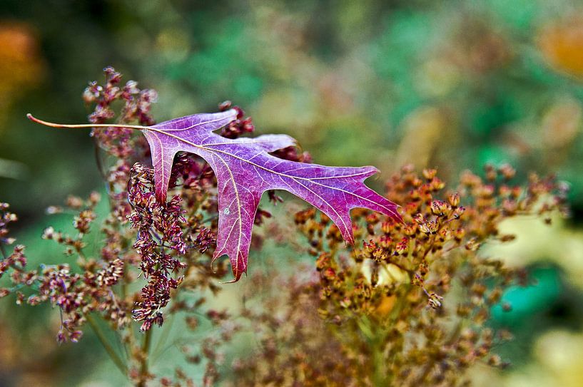 Feuille d'érable violette flottante sur des fleurs bizarres au jardin botanique par Silva Wischeropp