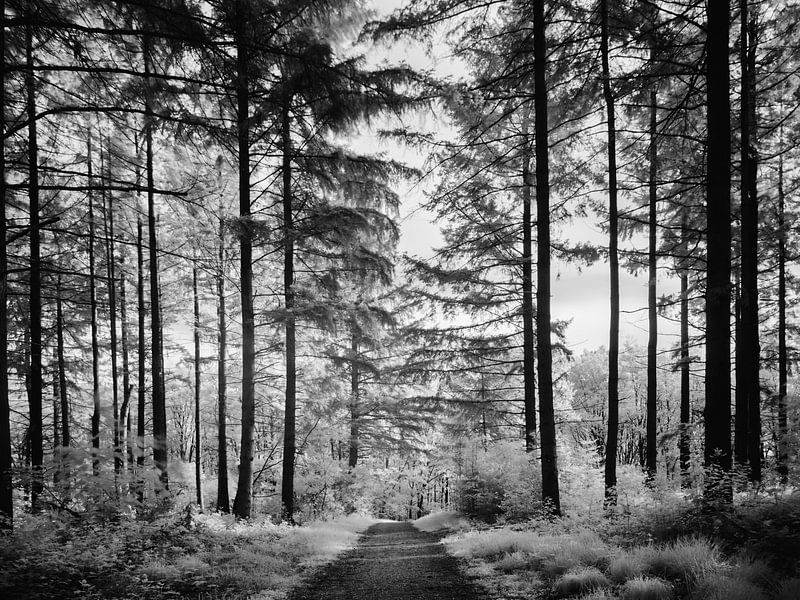 Une forêt par Lex Schulte