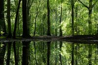 Reflektionen von Bäumen