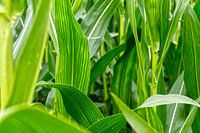 Blätter im Kornfeld