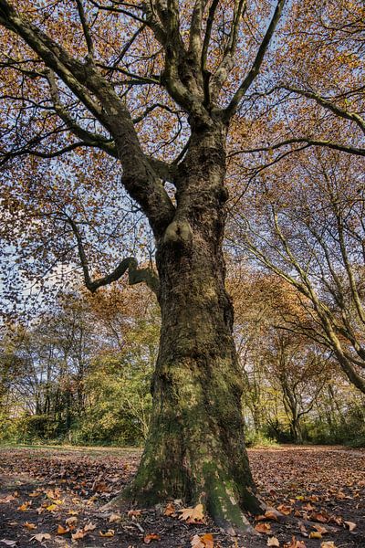 De gewone plantaan van Ellen Weidenaar