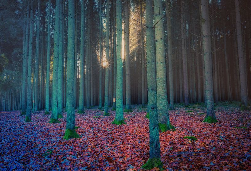 Marche dans les bois par Wim van D