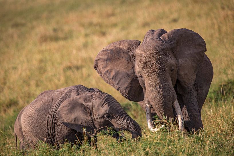 Eléphants d'Afrique par Peter Michel