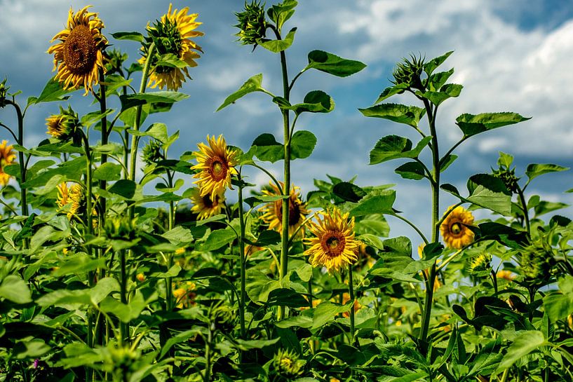 le champ de tournesols par Photoart-Naegele