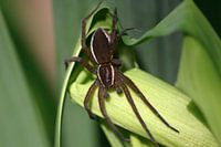 gerande oeverspin, waterspin