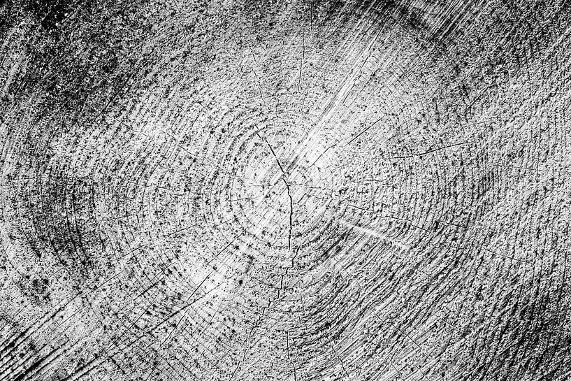 jaarringen, boom dwarsdoorsnede, zwart-wit variant van Wim Demortier