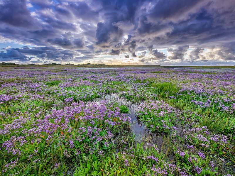 Seelavendel auf Texel. von Justin Sinner Photography (Fotograf auf Texel)