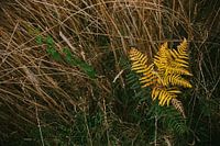 fougère jaune