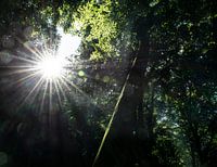 Zon breekt door de bomen