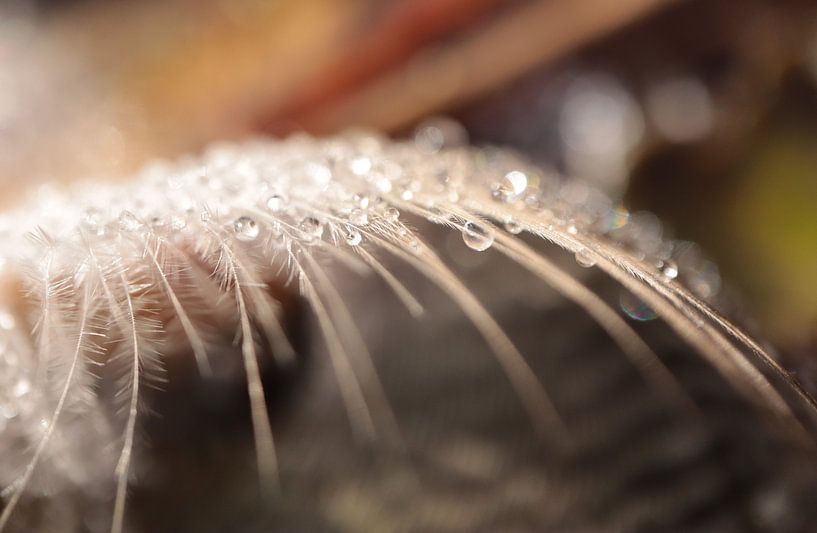 Reine Schönheit von Angelique Raaijmakers