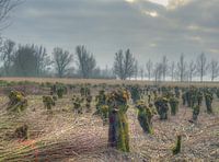 Field pruned willows