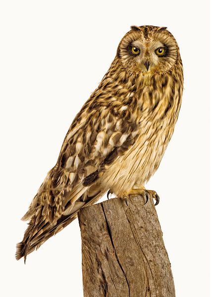 Varietéschrank Vogel_01 von Marielle Leenders