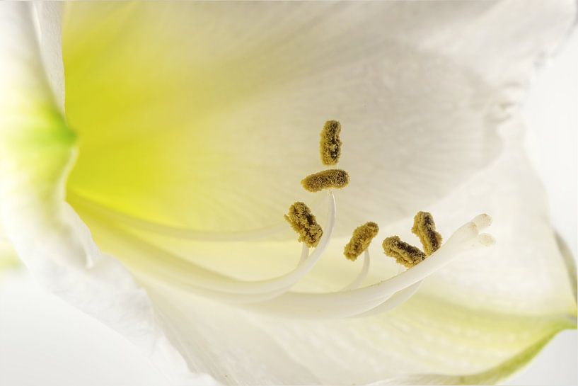 Fleur d'amaryllis blanc (Hippeastrum), vue macro des étamines en fleurs, belle carte de vœux florale par Maren Winter