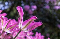 Tulipe rose fuchsia