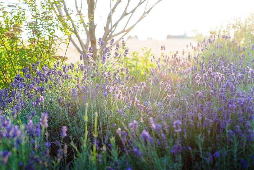 Lavande violette en fleur sous le soleil d'été par Fotografiecor .nl