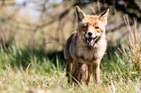 Blije vos in de Amsterdamse Waterleidingduinen
