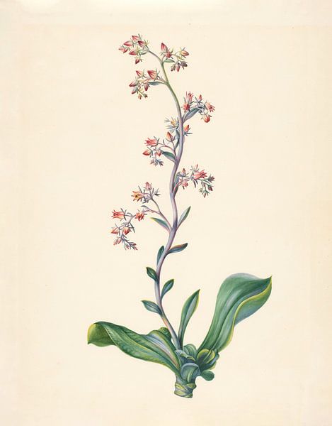 Echeveria Grandiflora von Elisabeth Johanna Koning, 1847 von Gave Meesters