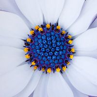 Spanisches Gänseblümchen Herz