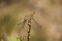 Heidelibel marron-rouge