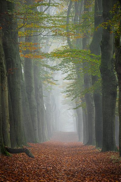 Le chemin du silence par Bram Lubbers
