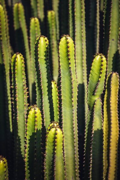 Cacti in the sun by Prints by Abigail Van Kooten