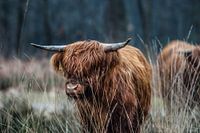 Schottischer Highlander