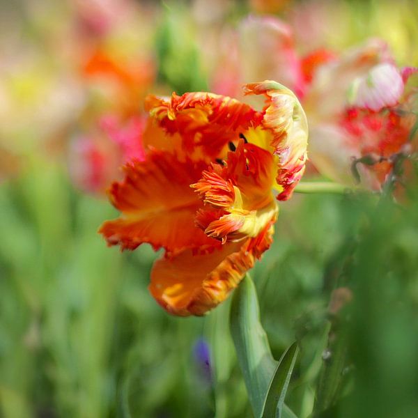 Tulipe par Marianna Pobedimova