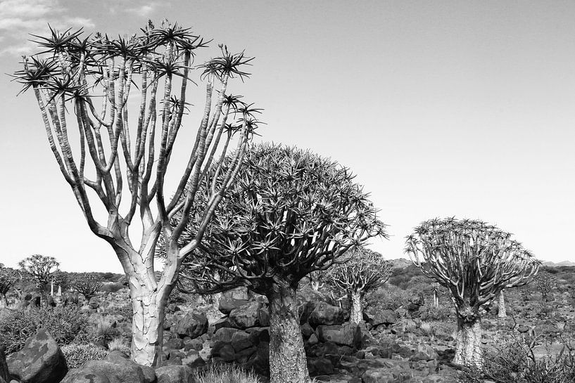 African trees by Inge Hogenbijl