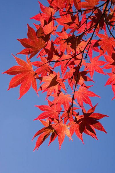 érable du Japon par Adri Vollenhouw
