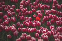 Rote Tulpe zwischen rosa Tulpen