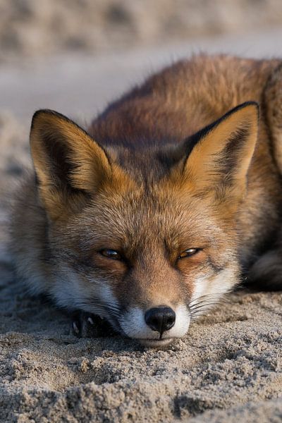 Vos / Fox von A. Oskam