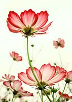 TENDER RED BLOSSOMS v2