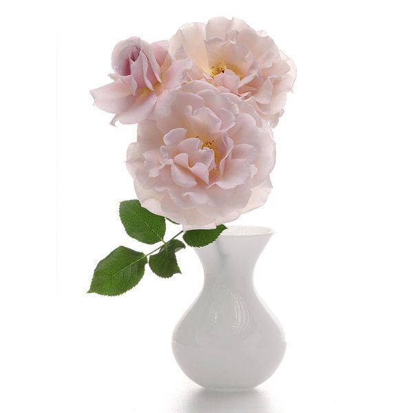 Rosa 'Belle Histoire by Paul Heijmink