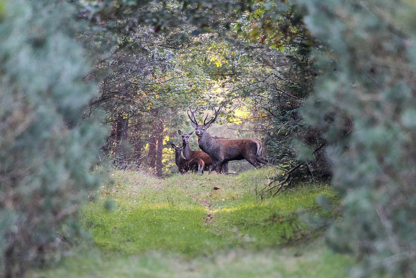 Happy deer family on a forest trail. by rene marcel originals
