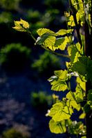 Traubenblatt in der untergehenden Sonne