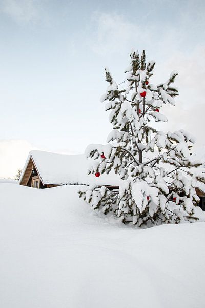Christmas Tree In Winter Landscape In Norwegian Lapland by Henrike Schenk